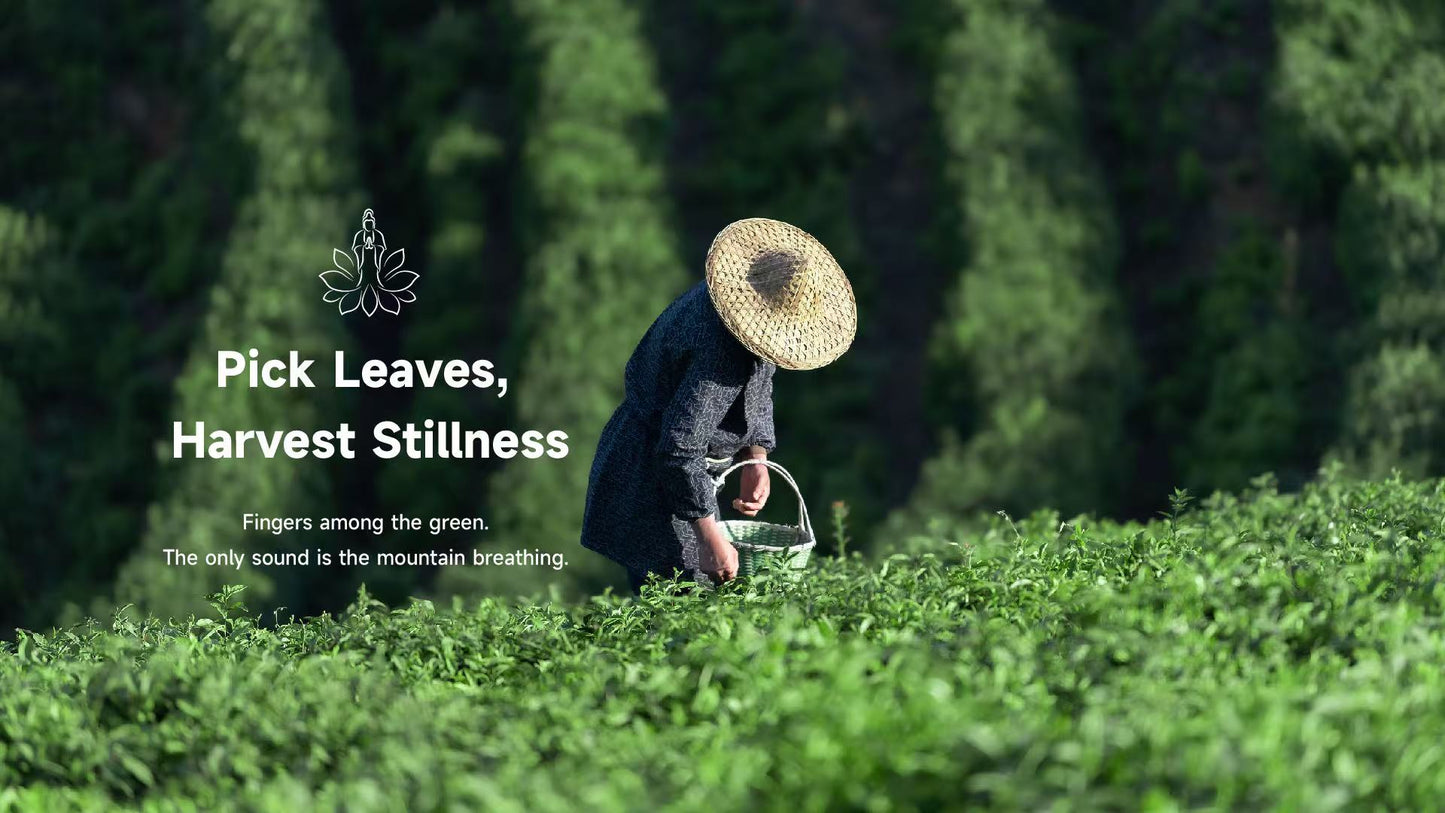 Longjing tea picking in Hangzhou, traditional tea harvest experience with Lotus & Jade Journeys