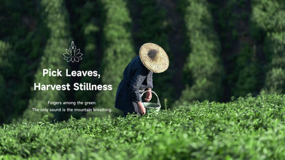 Longjing tea picking in Hangzhou, traditional tea harvest experience with Lotus & Jade Journeys